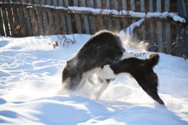  Ev hayvanları kişinin yaşamında daha büyük rol oynar.