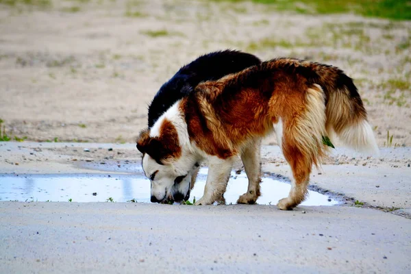 Gli Animali Domestici Giocano Ruolo Più Grande Vite Della Persona — Foto Stock