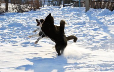  Ev hayvanları kişinin yaşamında daha büyük rol oynar.