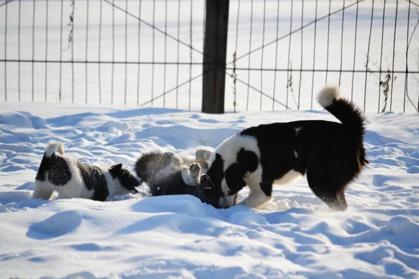 Home Animals Play Greater Role Lifes Person — Stock Photo, Image