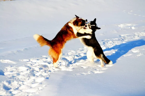 Home Animals Play Greater Role Lifes Person — Stock Photo, Image