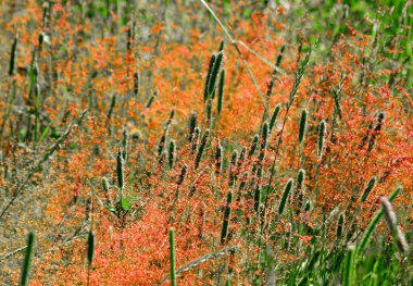 Lüks flora Altaya sanatçının gözünü memnun ediyor, gezgin