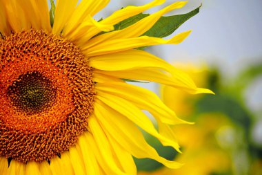 Lüks flora Altaya sanatçının gözünü memnun ediyor, gezgin