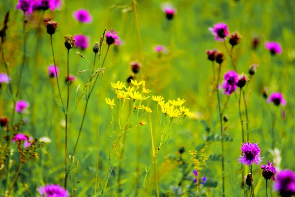 Luxuriöse Flora Altaya Gefällt Auge Des Künstlers Reisenden — Stockfoto