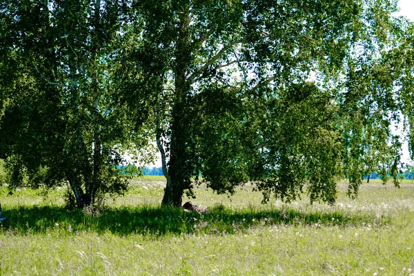 Naturaleza Altaya Agrada Ojo Del Artista Viajero —  Fotos de Stock