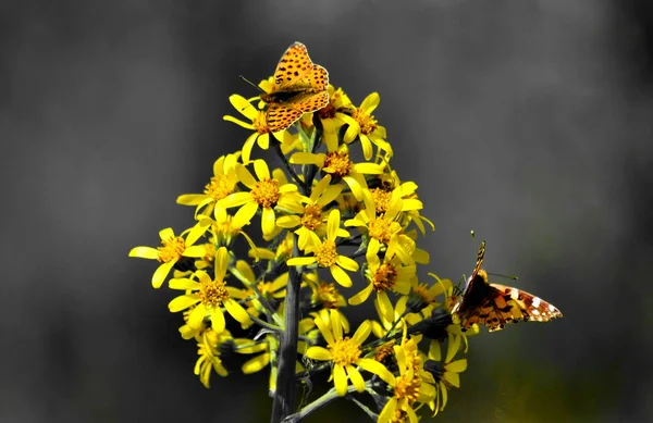 Insect Wood Steppes Altaya Present Greater Group Invertebrate Animal — Stock Photo, Image