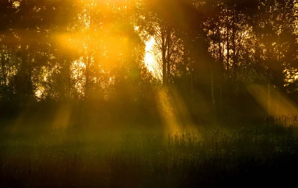 Nature Altaya Tetszik Szeme Művész Travellier — Stock Fotó