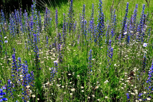 Flora Lusso Altaya Piace Occhio Dell Artista Viaggiatore — Foto Stock