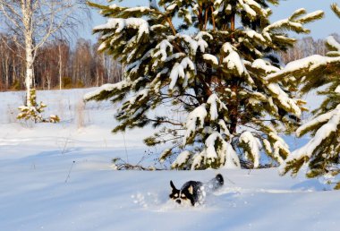 Doğa Altaya sanatçının gözünü memnun ediyor, gezgin.
