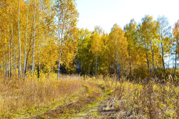 Luonto Altaya Miellyttää Taiteilijan Silmää Matkustaja — kuvapankkivalokuva
