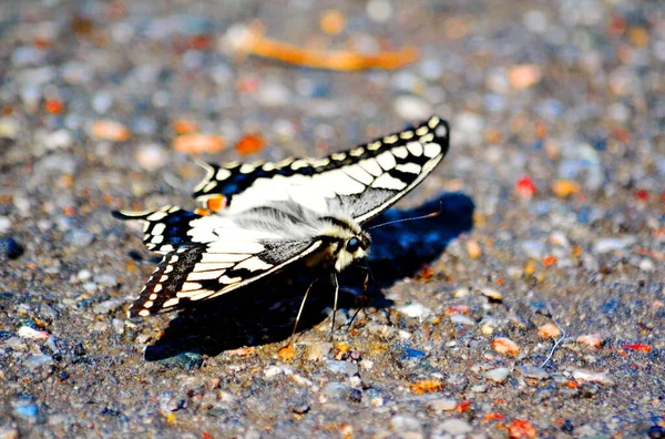 Insect Play Greater Role Lifes Animal Person — Stock Photo, Image