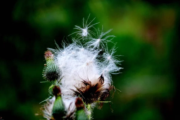 Lüks Flora Altaya Sanatçının Gözünü Memnun Ediyor Gezgin — Stok fotoğraf