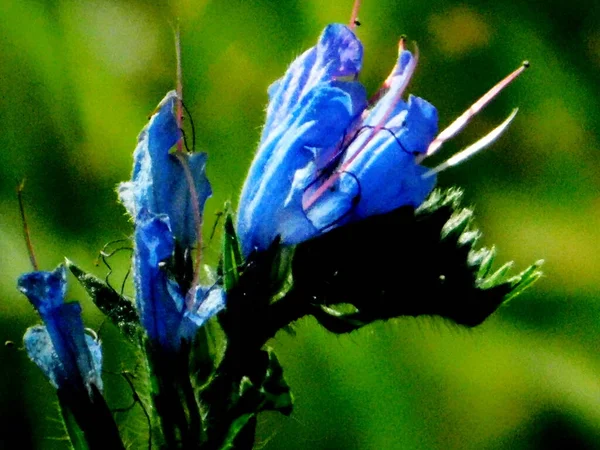 Flora Lusso Altaya Piace Occhio Dell Artista Viaggiatore — Foto Stock