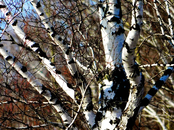 Luonto Altaya Miellyttää Taiteilijan Silmää Matkustaja — kuvapankkivalokuva