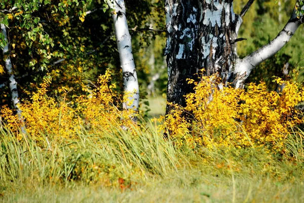 Natuur Altaya Behaagt Het Oog Van Kunstenaar Travellier — Stockfoto