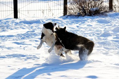 Ev hayvanları kişinin yaşamında daha büyük rol oynar.