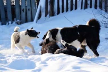 Ev hayvanları kişinin yaşamında daha büyük rol oynar.