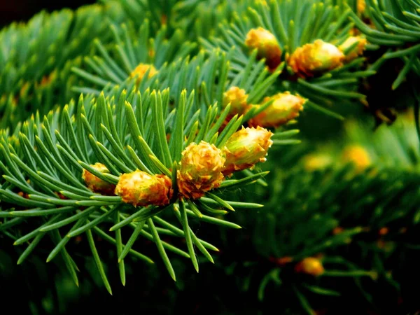 Lüks Flora Altaya Sanatçının Gözünü Memnun Ediyor Gezgin — Stok fotoğraf