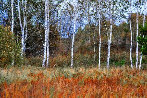 Nature Altaya Tetszik Szeme Művész Travellier — Stock Fotó