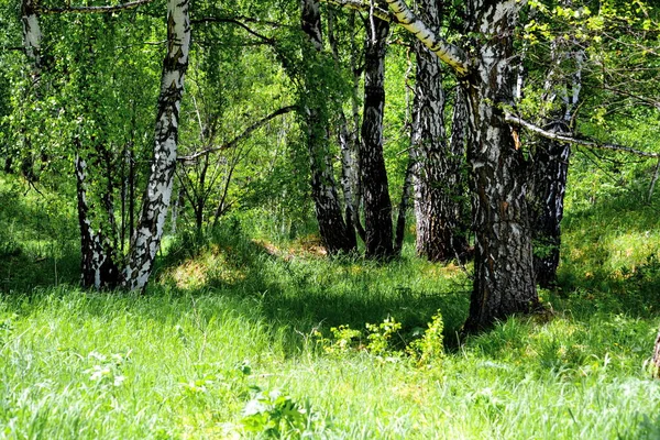 Natura Altaya Piace All Occhio Dell Artista Viaggiatore — Foto Stock