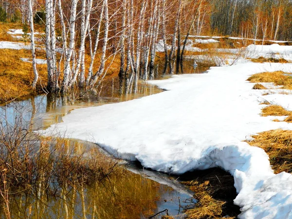 Příroda Altaja Těší Pohledu Umělce — Stock fotografie