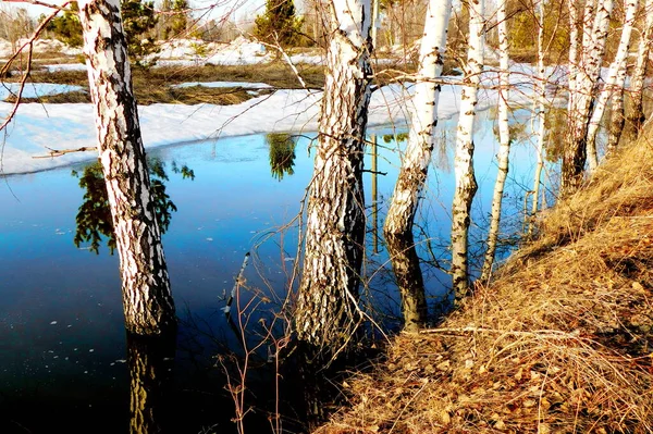 Doğa Altaya Sanatçının Gözünü Memnun Ediyor Gezgin — Stok fotoğraf