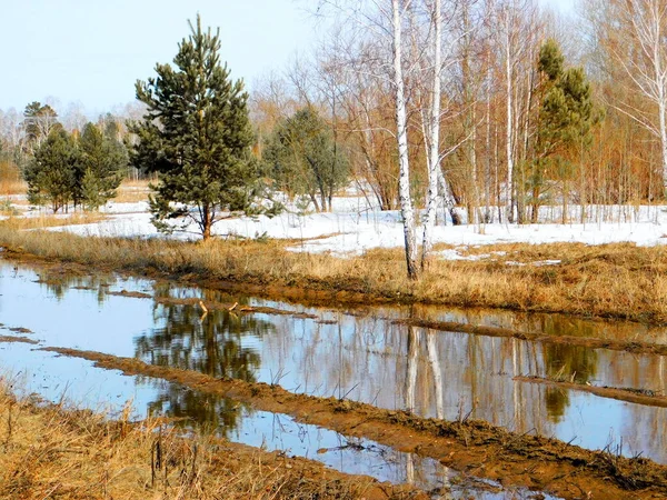 Příroda Altaja Těší Pohledu Umělce — Stock fotografie