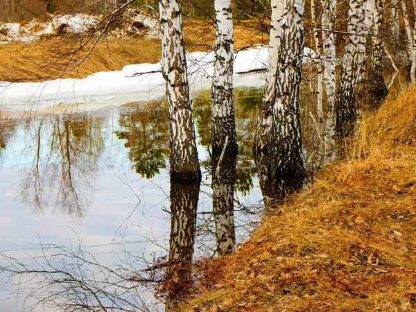 Příroda Altaja Těší Pohledu Umělce — Stock fotografie