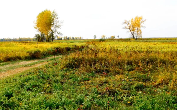 Paesaggi Legno Steppe Altaya Favore Occhio Dell Artista — Foto Stock