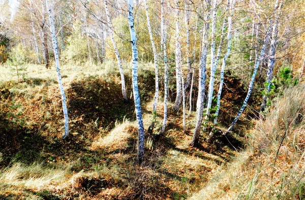 Paisajes Madera Estepas Altaya Por Favor Ojo Del Artista — Foto de Stock