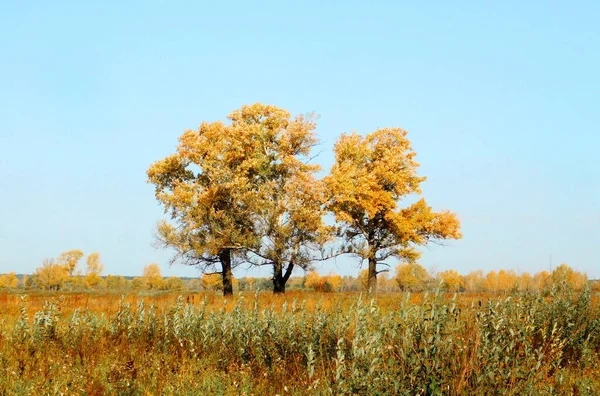 Paisajes Madera Estepas Altaya Por Favor Ojo Del Artista — Foto de Stock