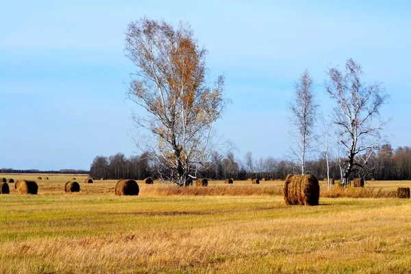 Paisajes Madera Estepas Altaya Por Favor Ojo Del Artista — Foto de Stock