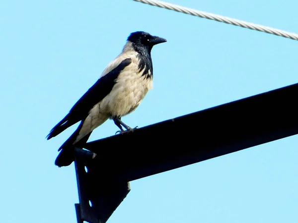 Dans Steppe Altaya Vit Beaucoup Oiseaux Type Maisons Diverses — Photo