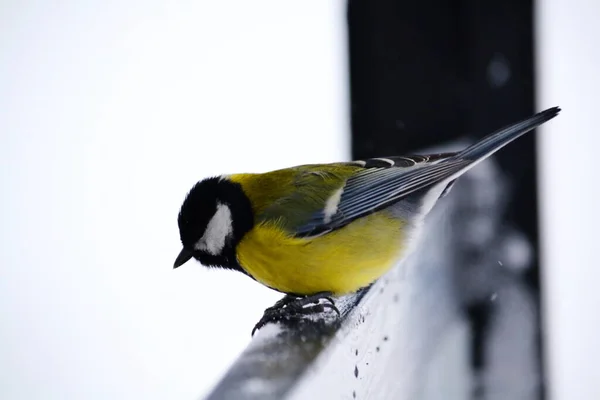 Steppe Altaya Lives Much Miscellaneouses Type Birds — Stock Photo, Image