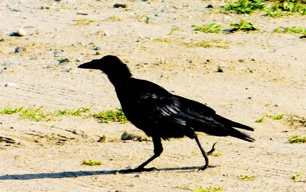 Dans Steppe Altaya Vit Beaucoup Oiseaux Type Maisons Diverses — Photo