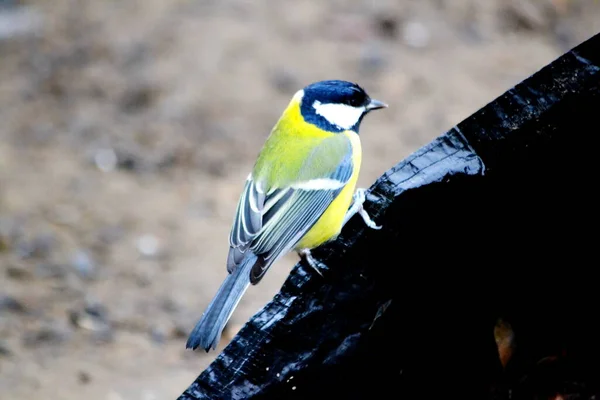 Steppe Altaya Leeft Veel Soorten Vogels — Stockfoto