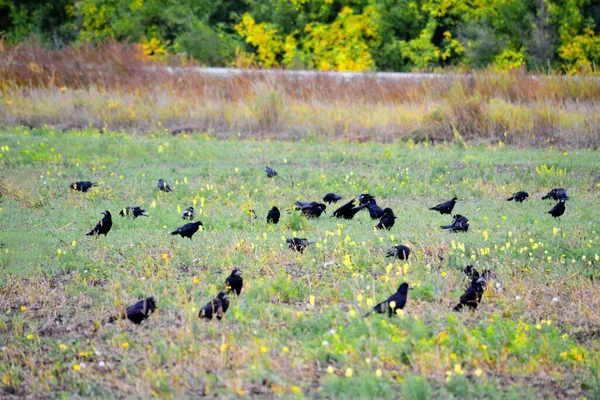 Estepa Altaya Vive Mucha Miscelánea Tipo Aves —  Fotos de Stock