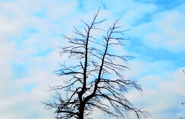 Natureza Altaya Agrada Olho Artista Viajante — Fotografia de Stock