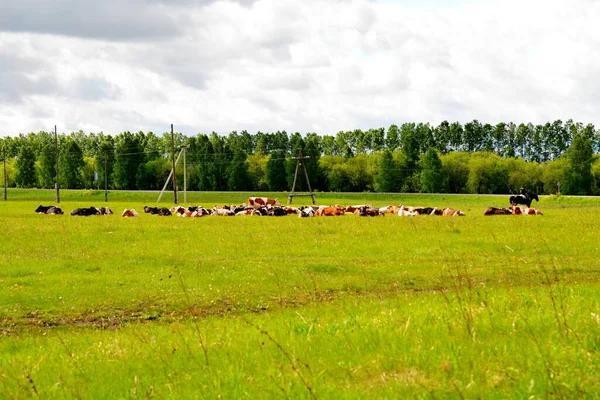 Příroda Altaja Těší Pohledu Umělce — Stock fotografie