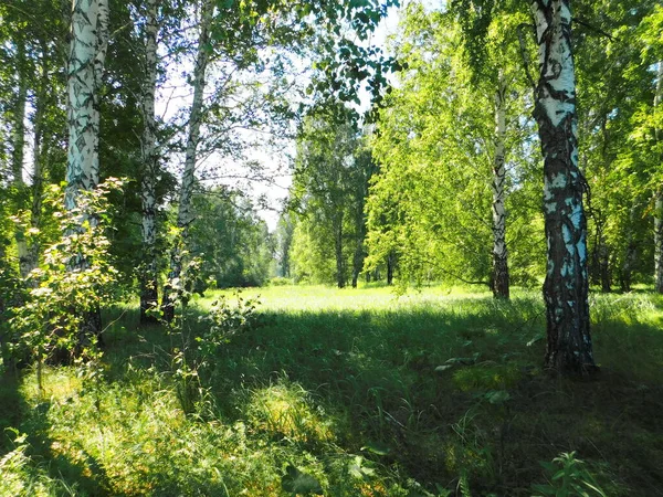 Naturen Altaya Behagar Ögat Konstnären Travellier — Stockfoto