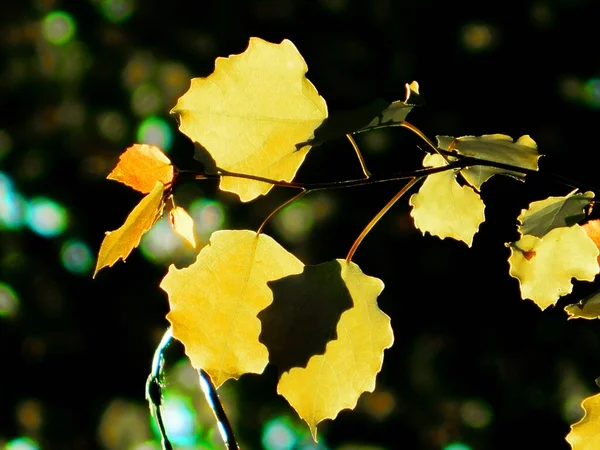 Natureza Altaya Agrada Olho Artista Viajante — Fotografia de Stock