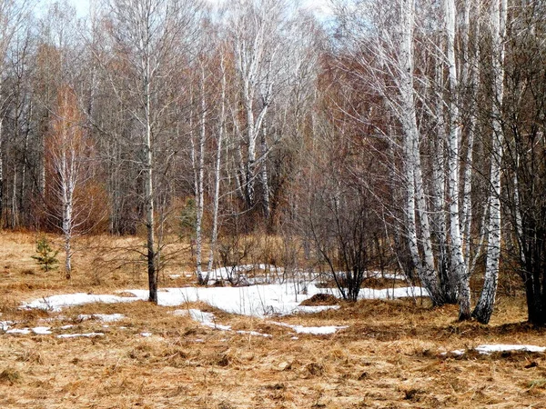 Природа Альтая Радує Око Художника Подорож — стокове фото