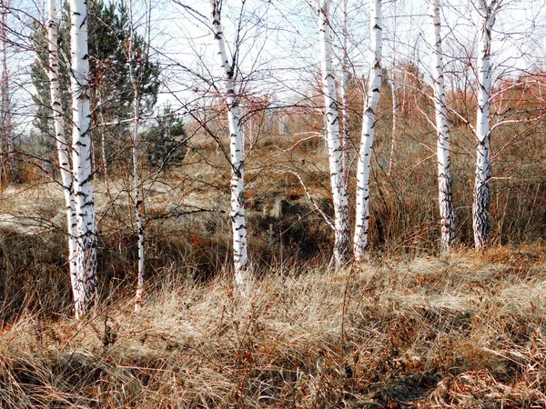 Nature Altaya Pleases Eye Artist Travellier — Stock Photo, Image