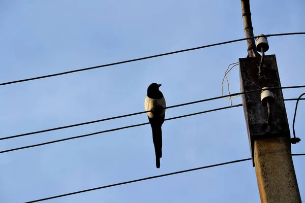 Estepa Altaya Vive Mucha Miscelánea Tipo Aves — Foto de Stock