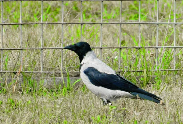 Steppe Altaya Leeft Veel Soorten Vogels — Stockfoto