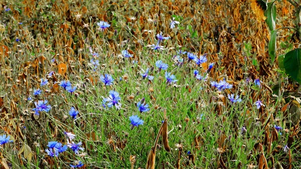 Flora Lusso Altaya Piace Occhio Dell Artista Viaggiatore — Foto Stock