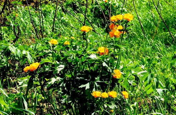 Lüks Flora Altaya Sanatçının Gözünü Memnun Ediyor Gezgin — Stok fotoğraf