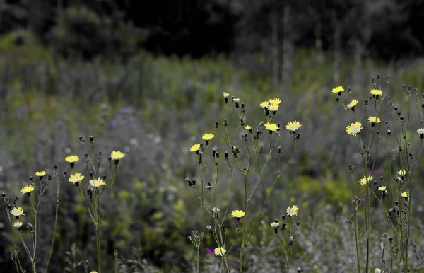 Lüks Flora Altaya Sanatçının Gözünü Memnun Ediyor Gezgin — Stok fotoğraf