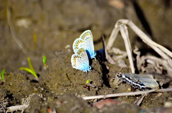 Insect Play Greater Role Lifes Animal Person — Stock Photo, Image