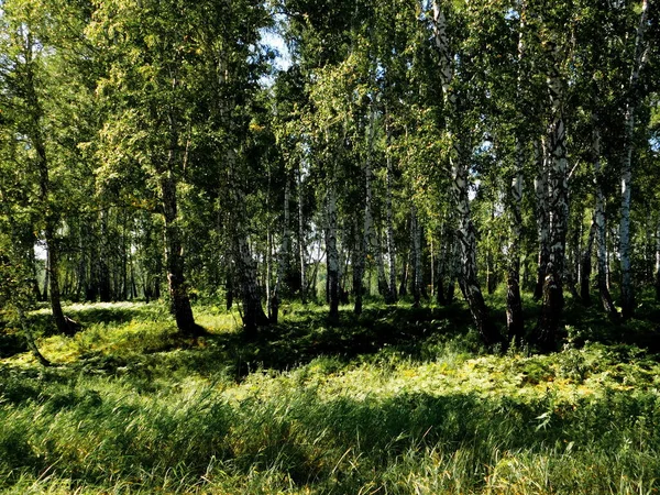 Nature Altaya Tetszik Szeme Művész Travellier — Stock Fotó